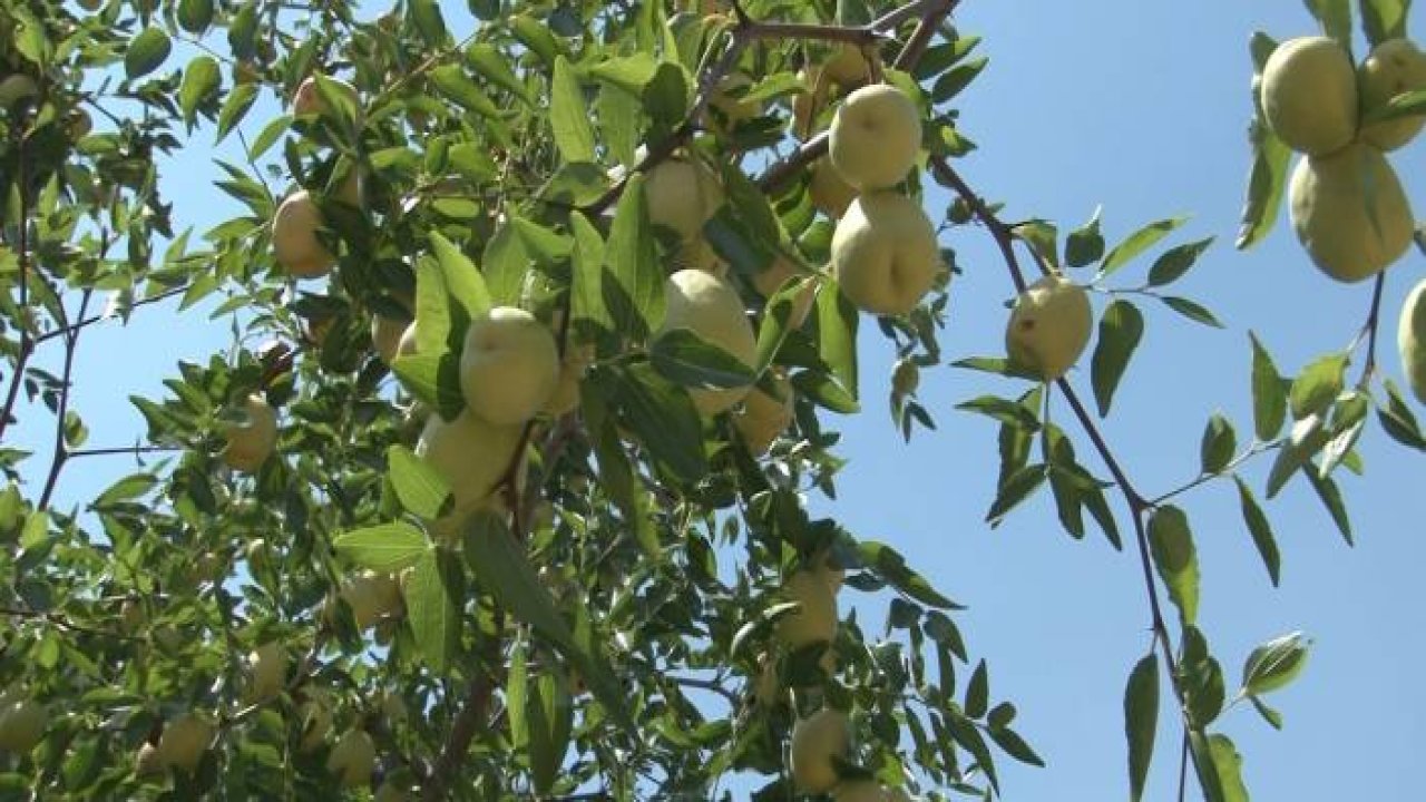 Geziden getirilip ekilen hünnap meyvesi mahallenin geçim kaynağı oldu