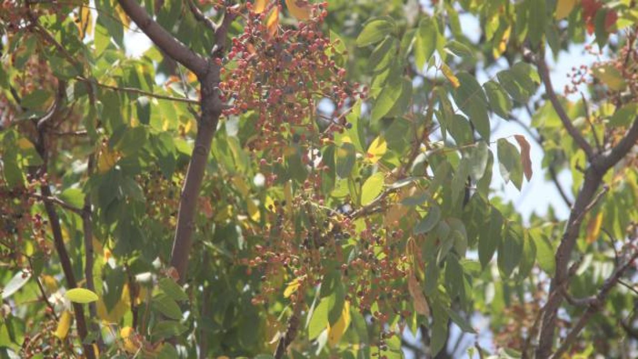 Menengiç ağaçlarına aşılanan Antep fıstığının yöreye katkı sağlaması hedefleniyor