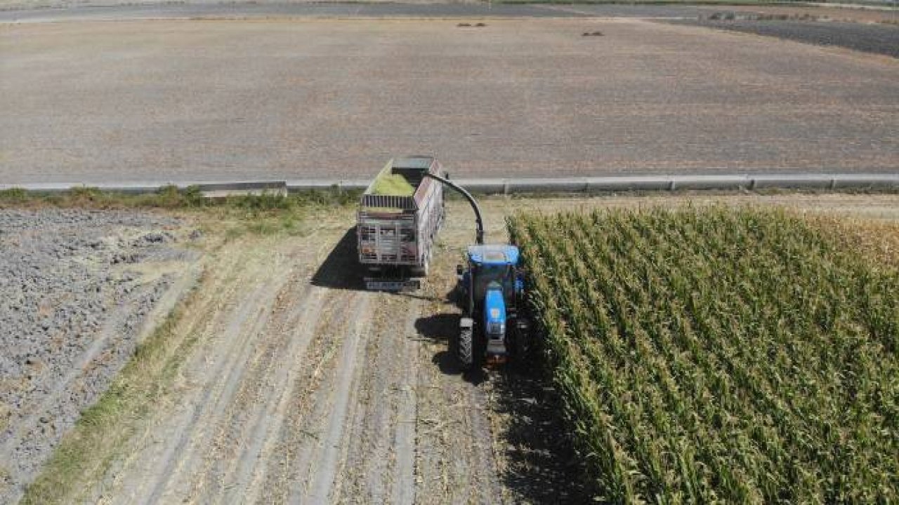Konya Ovası'nda silajlık mısır hasadı başladı