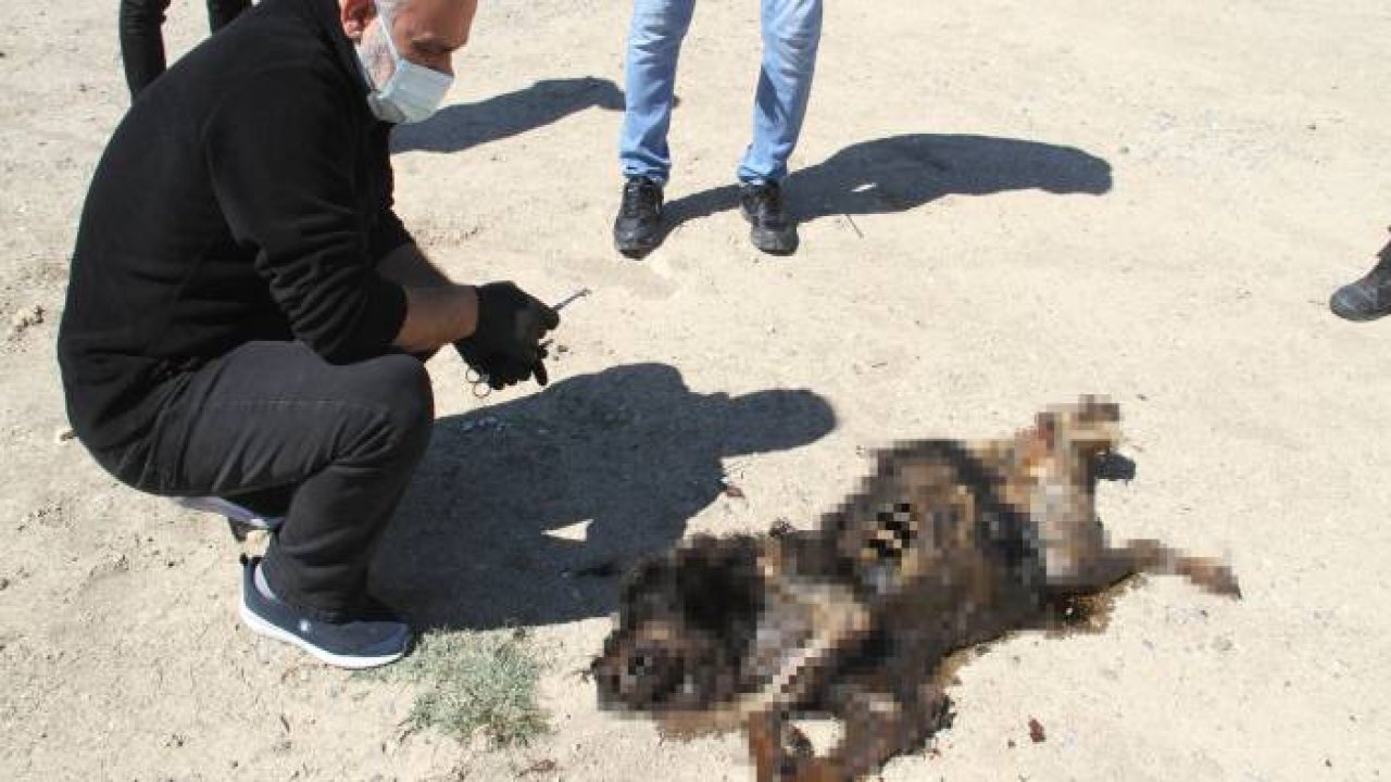 Sosyal medyada yakıldığı iddia edilen köpeğe araba çarpmış