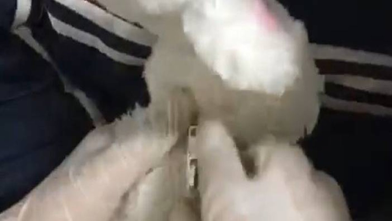 Oyuncak içerisinden uyuşturucu çıktı