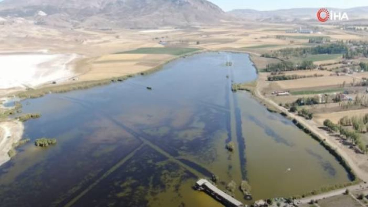 Suyun Rengi Sarıya Döndü, Onlarca Balık Öldü