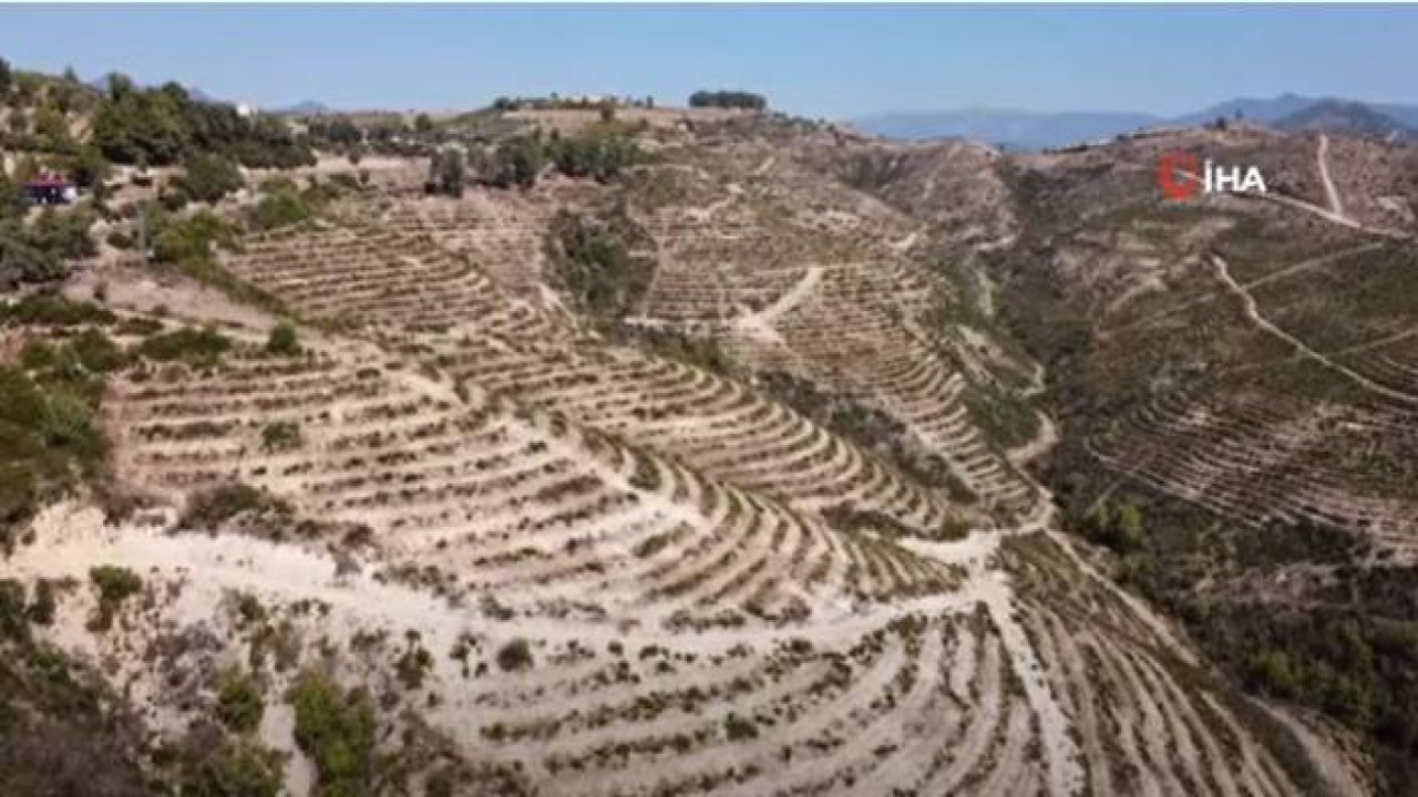 Adana'nın Kozan ilçesinde geçen yılın yaz ayında çıkan yangında kül olan alana atılan tohumlar yeşerdi. 2 bin 675 hektarlık yeşeren saha havadan görüntülendi.