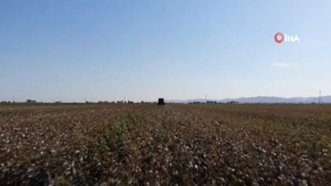 Harran Ovası’nda Pamuk Üreticisi Altın Yılını Yaşıyor