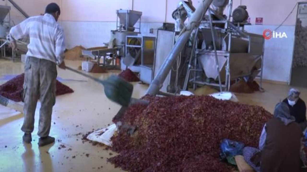 Küçük Tesiste Üretilen Pul Biberler Avrupa, İngiltere Ve ABD’ye İhraç Ediliyor