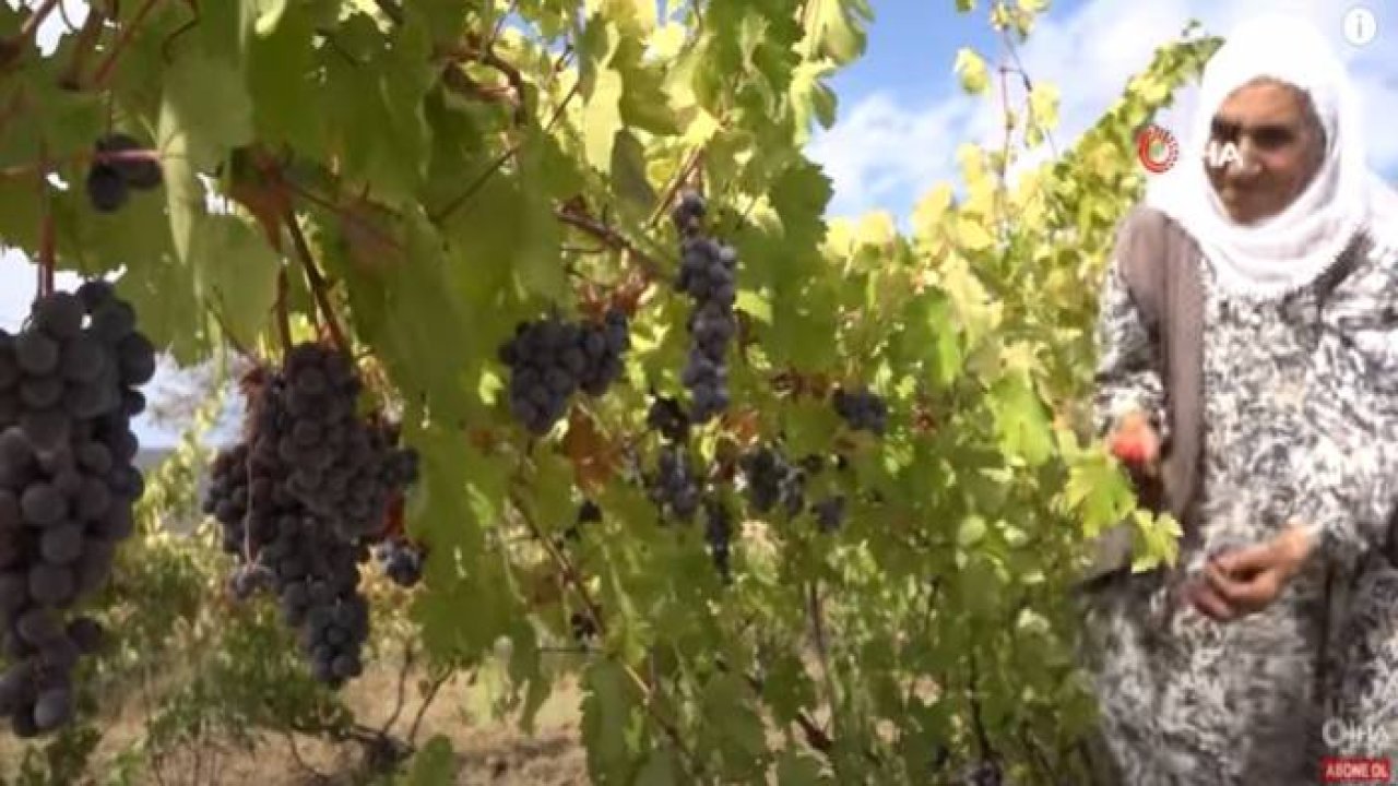 Bingöl'de Terörden Temizlenen Bölgeler Çiftçinin Yüzünü Güldürüyor