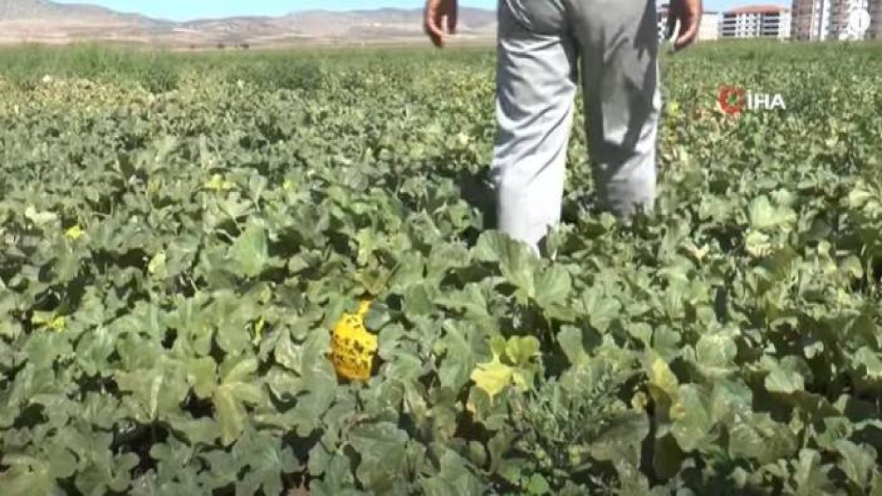 Araban’da İkinci Üründe Yüksek Rekolte Sevinci