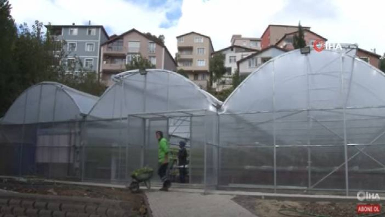 Türkiye’de Bir İlk: Beykoz’da Balık Gübresi İle Topraksız Tarım