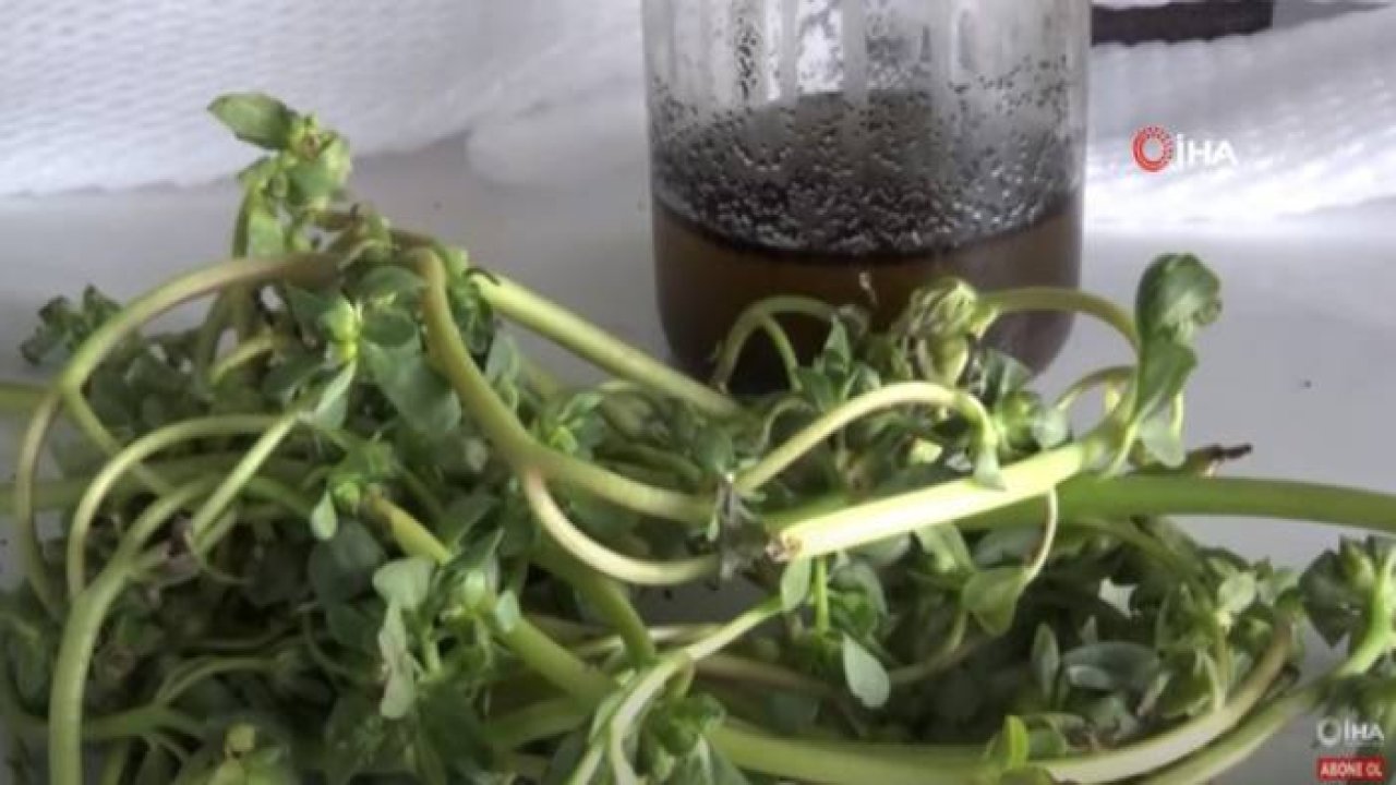 Semizotu Tohumundan Bitkisel Omega 3 İlaç Etken Maddesi Üretiyorlar
