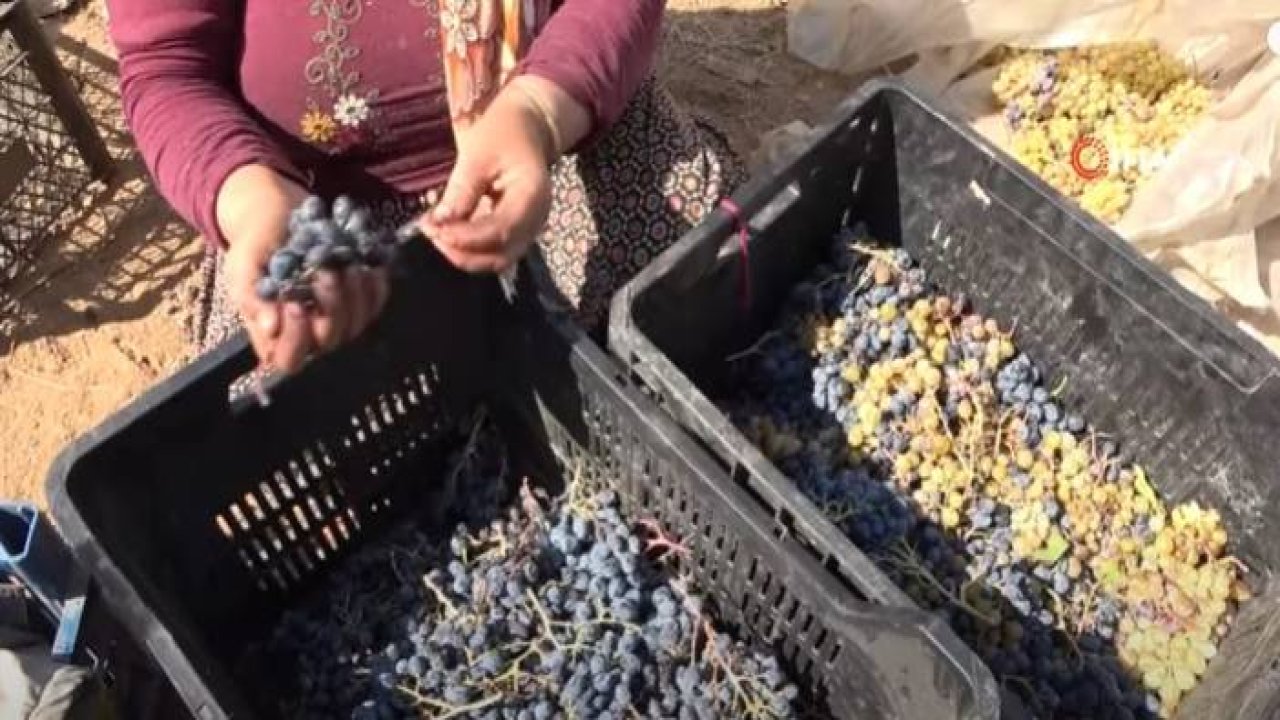 Hizan’da Üzüm Pekmezi Bir Asırdır Geleneksel Yöntemlerle Yapılıyor