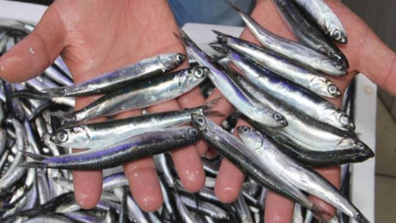 Tezgahlarda Hamsinin Kilogramı 10 Liraya Kadar Düştü