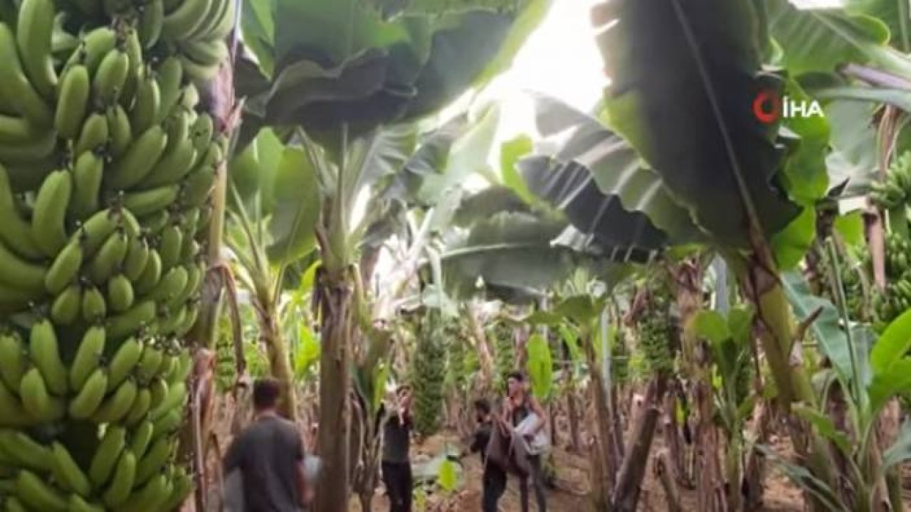 Kuaförlük kazancıyla yaptırdığı muz serasından yıllık 250 ton ürün bekliyor