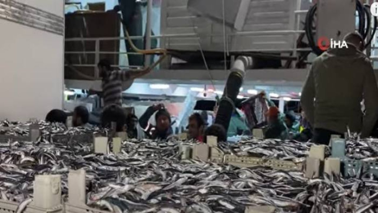 Karadeniz’de Tonlarca Hamsi Bereketi!