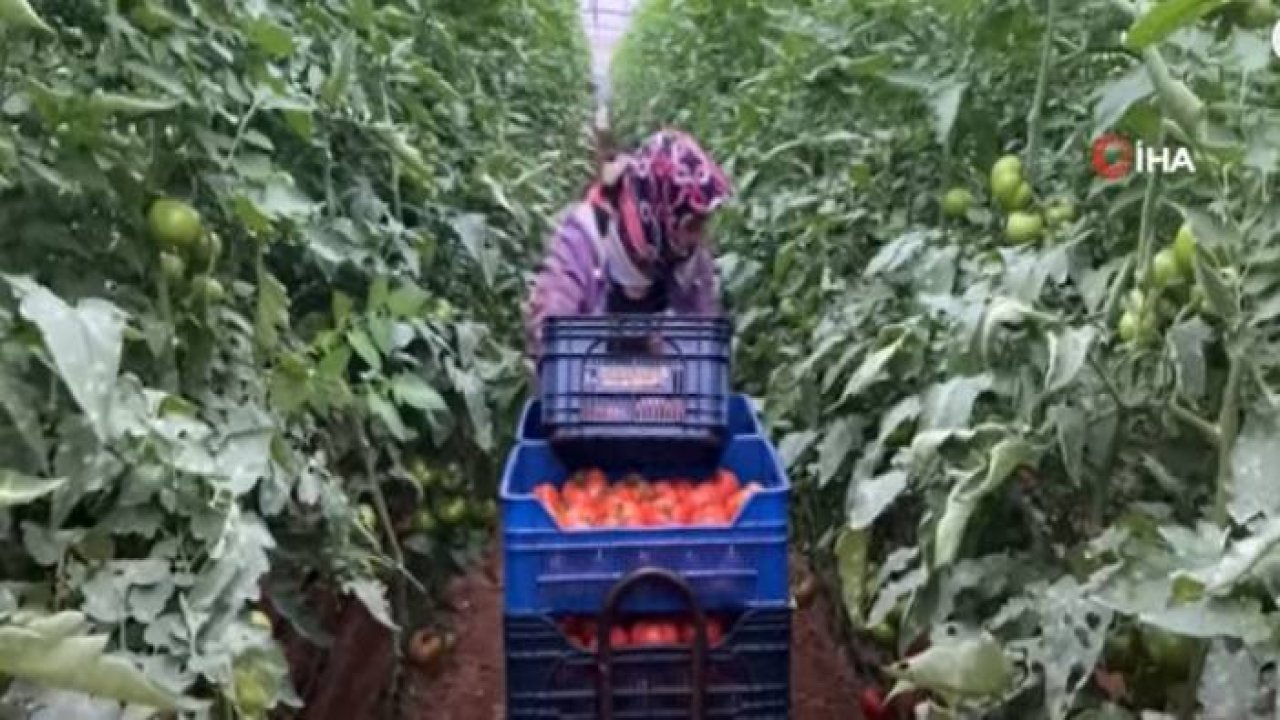 Antalya'daki Seralarda Domates Hasadı Başladı