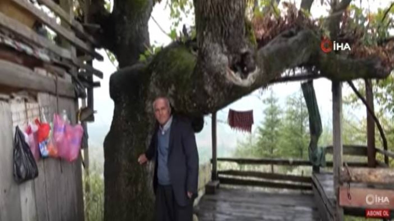 Asırlık Meşe Palamuduna Gözleri Gibi Bakıyorlar