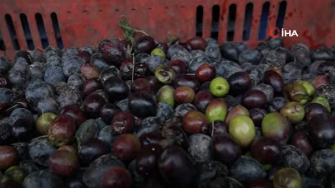 Bursa'da Zeytinyağı İçin Yağhanelerde Mesai Başladı