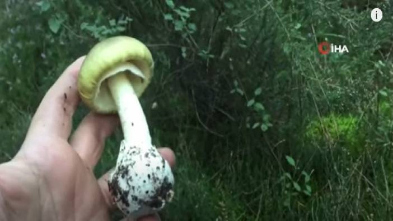 Yanlış Bilgiler Mantar Zehirlenmesine Sebep Oluyor