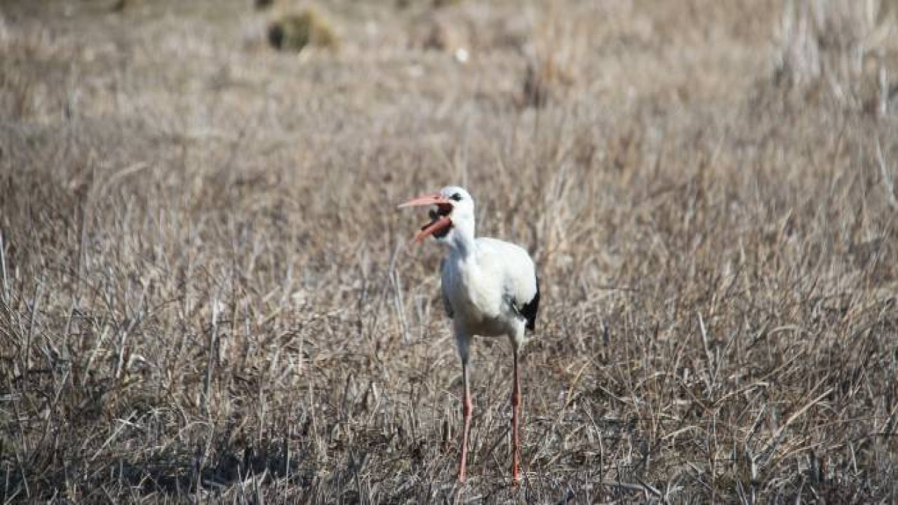 Limanı mesken tutan göç etmeyen leyleği balıkçılar küçük balıklarla besliyor