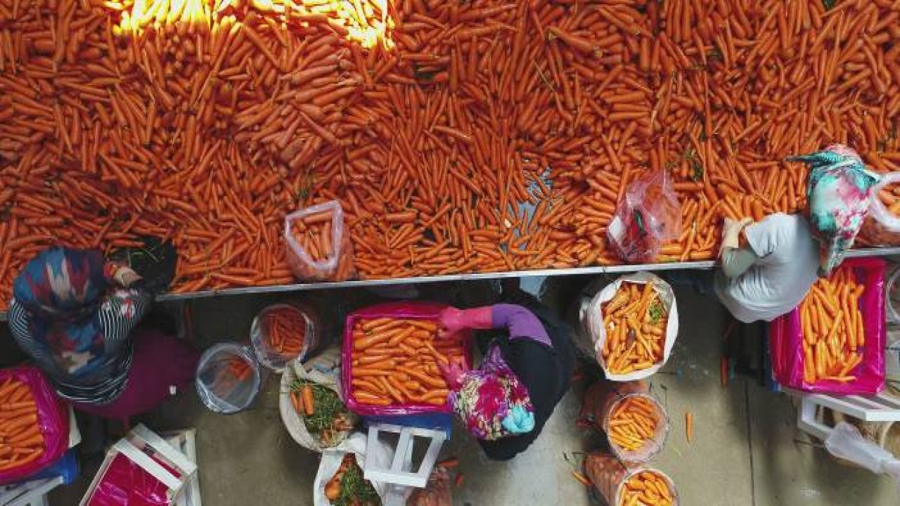 Depolardaki havuç, eksi 15 derecede sevkiyata hazırlanıyor