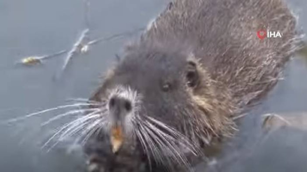 Edirne'nin Su Maymunları Evcilleşiyor, Artık Ekmek de Yiyor