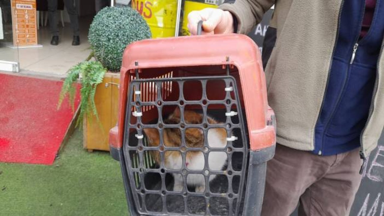 Köpeklerden kaçarken çıktığı ağaçta mahsur kalan kedi kurtarıldı