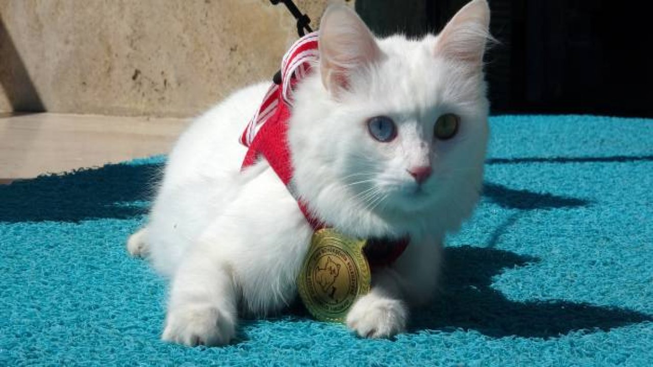 Yılın en güzel Van kedisi ‘Mia’ ilgi odağı