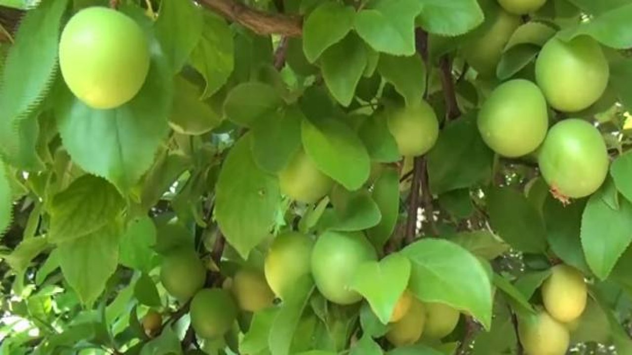 Mersin’de Açıkta Erik Hasadı Başladı