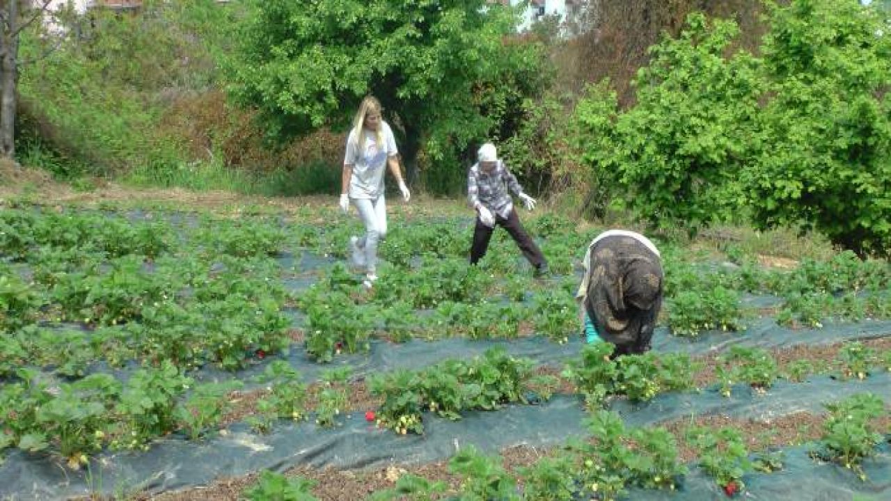 Kozmetik toptancılığını bırakıp tarıma yöneldi