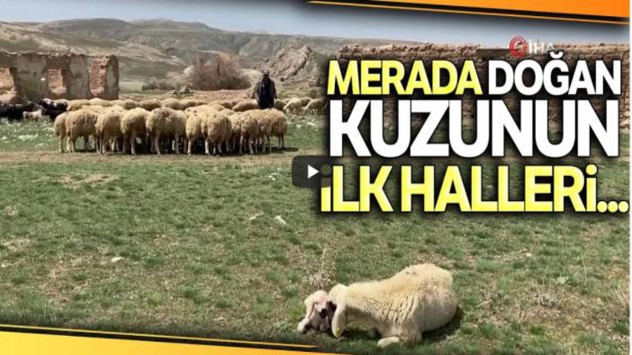 Merada Doğan Kuzunun İlk Adımları