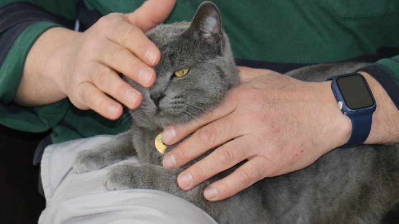 Beslemek için aldığı kedi can dostu oldu