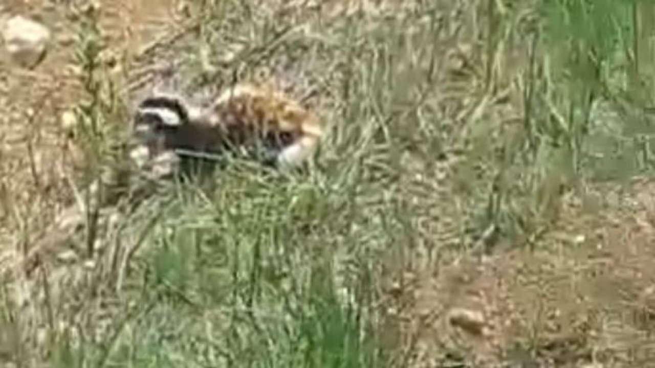 Kırmızı listede yer alan 'alaca sansar' görüntülendi