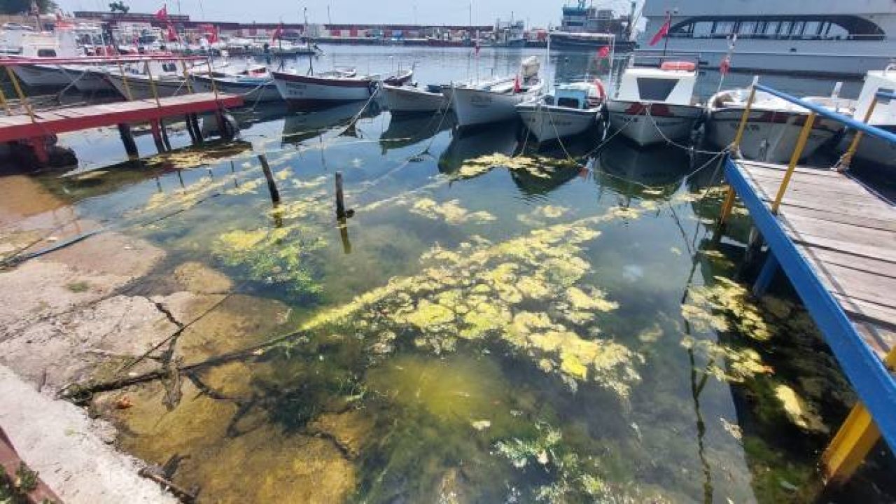 Marmara denizi kendini temizliyor: Kıyılar yosunla kaplanıyor
