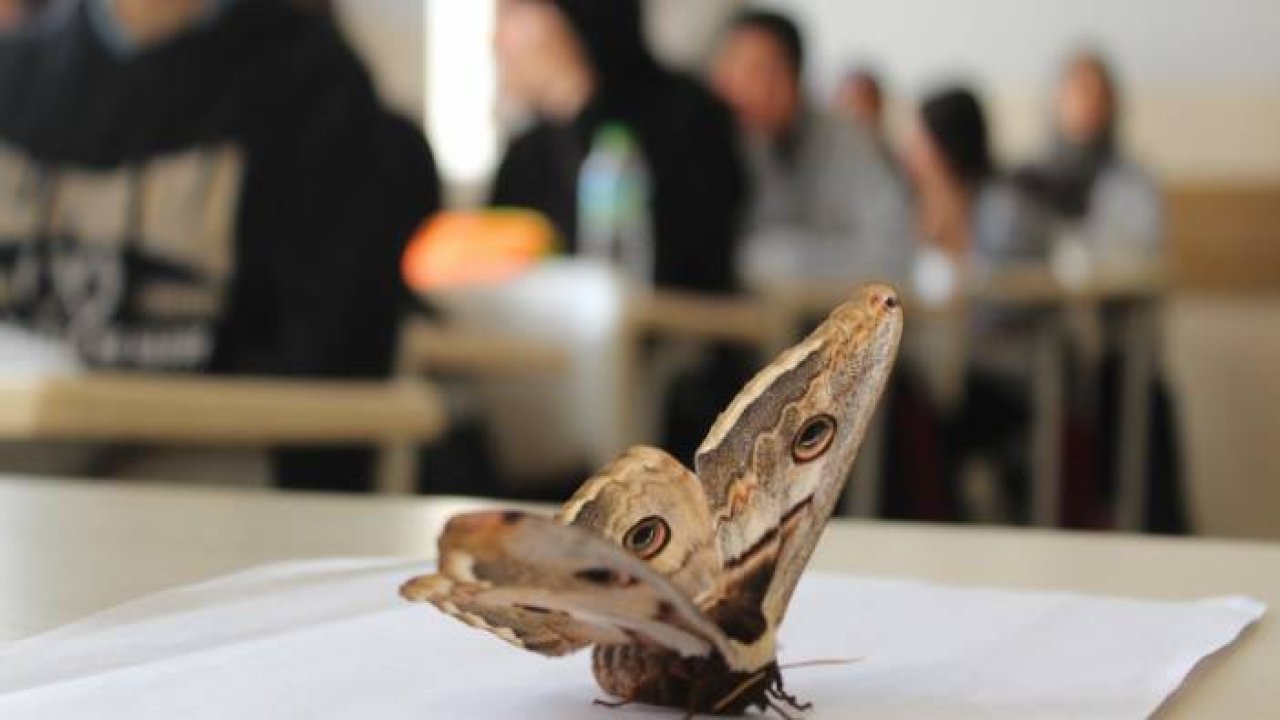 Okulda görülen 17 santimlik dev kelebek görenleri şaşırttı