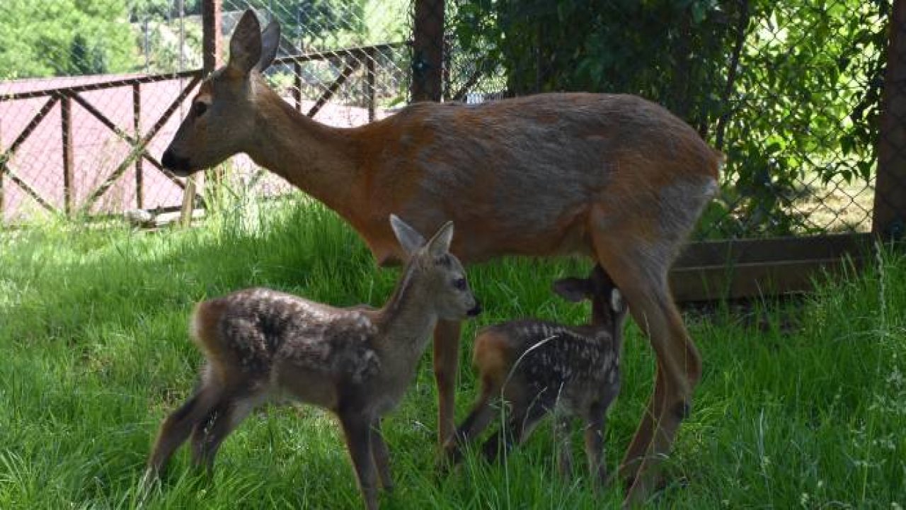 "Bordo" ile "Mavi" botanik parkın maskotu oldu