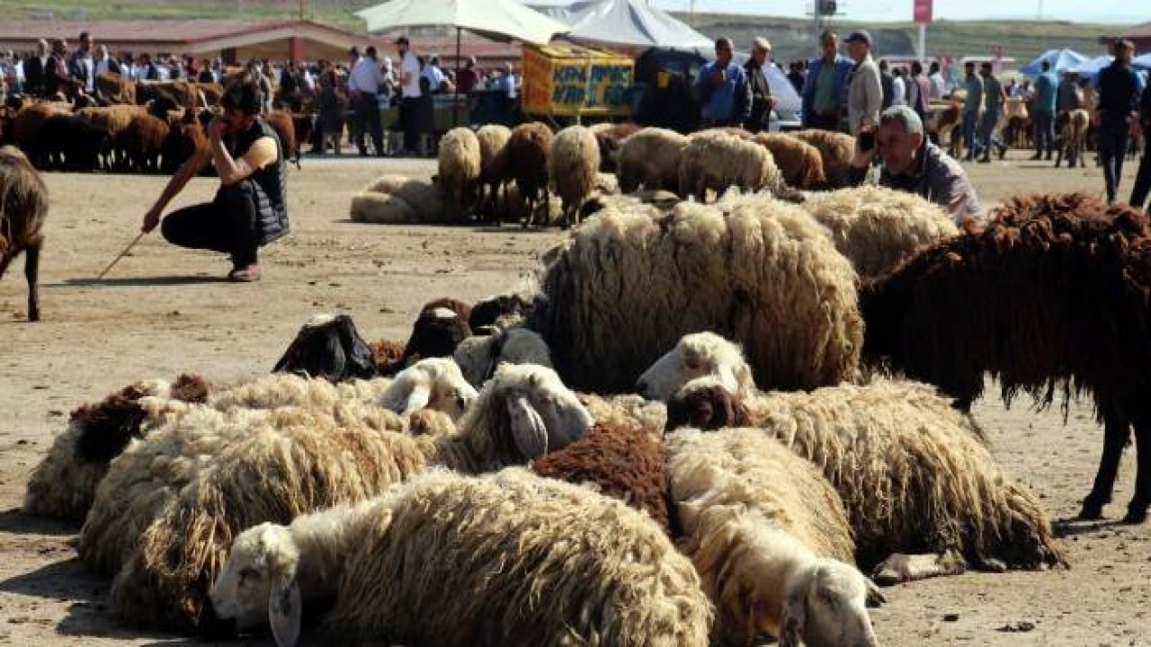 Ağrı'da aylardır özenle bakılan kurbanlıklar pazara indi