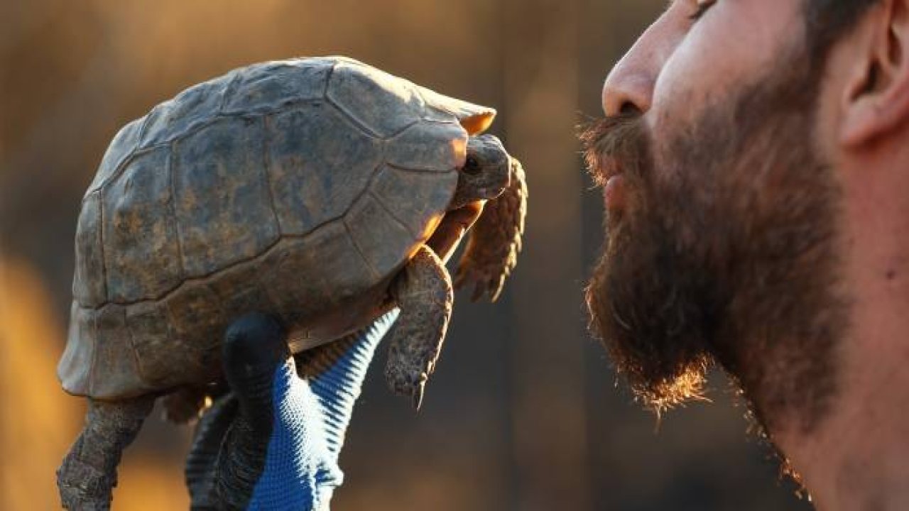 Yangından toprağın altına gizlenerek kurtulan hayvanları arıyorlar