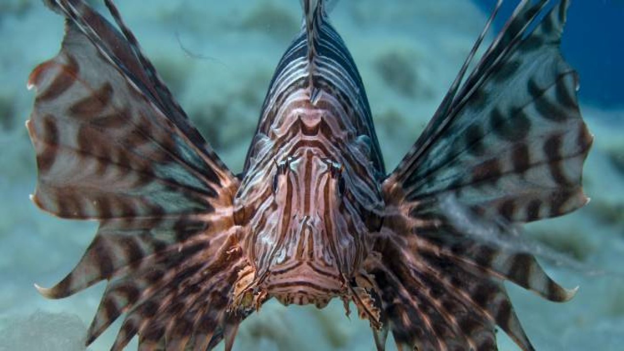 Aslan balığı, Ege'de fotoğraf tutkunu dalgıçların kadrajına giriyor