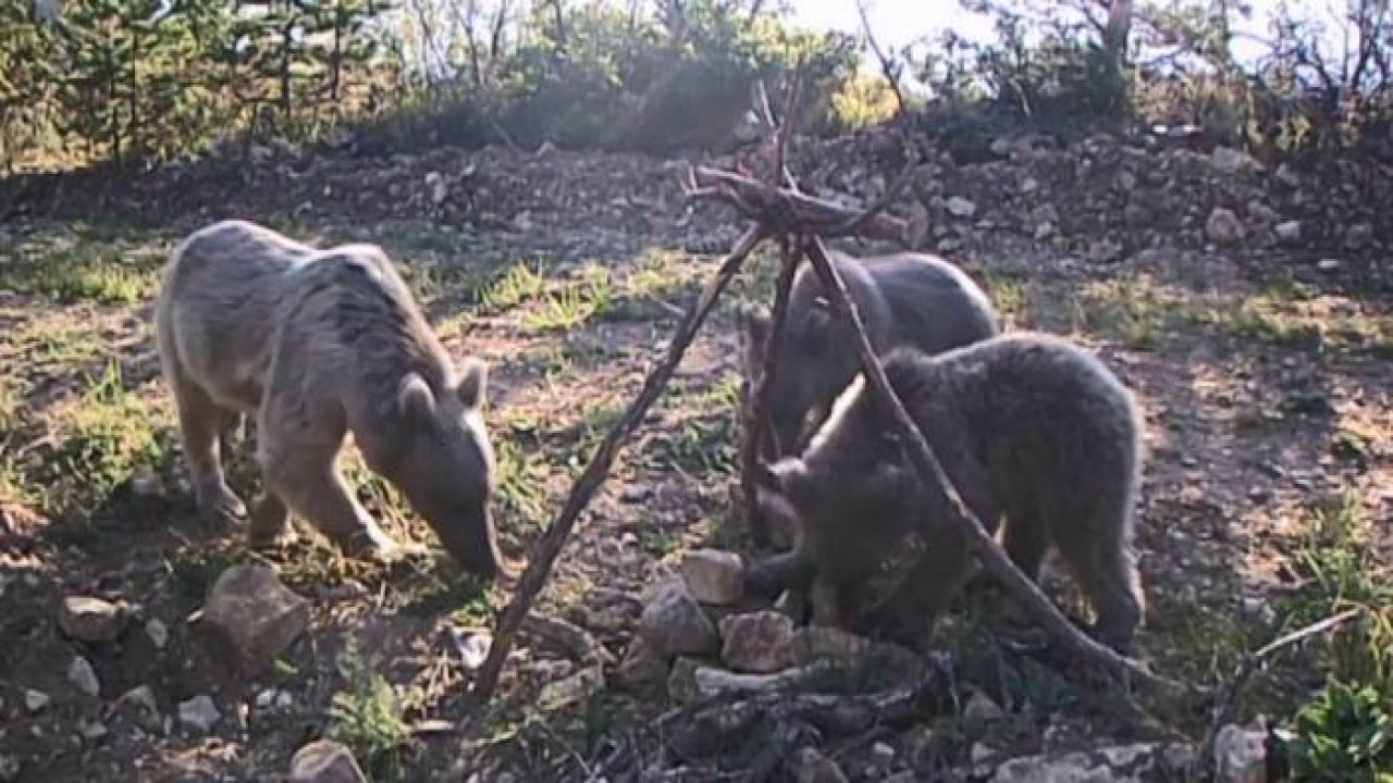 Yavru ayıların fotokapana takılan görüntüleri gülümsetti
