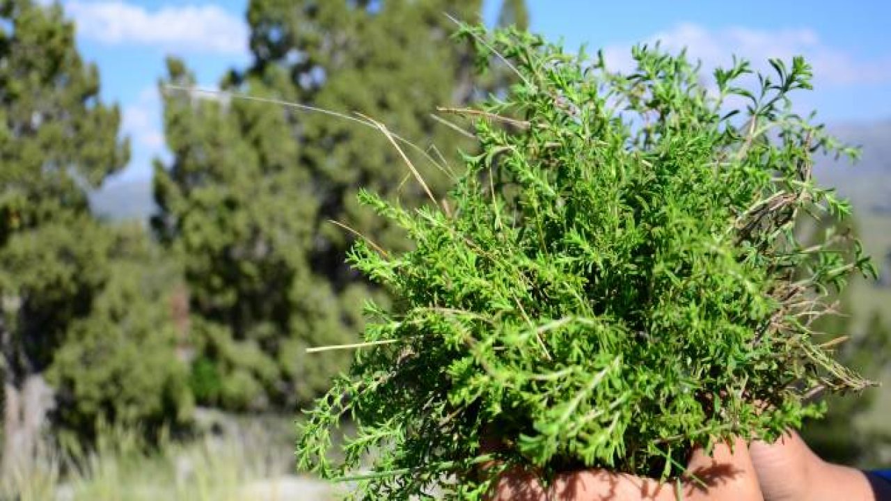 Toros Dağları’nın kekiği her derde deva