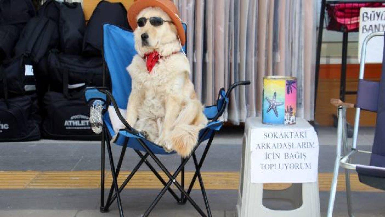 Evcil köpek elde ettiği gelirle sokak köpeklerine mama sağlıyor