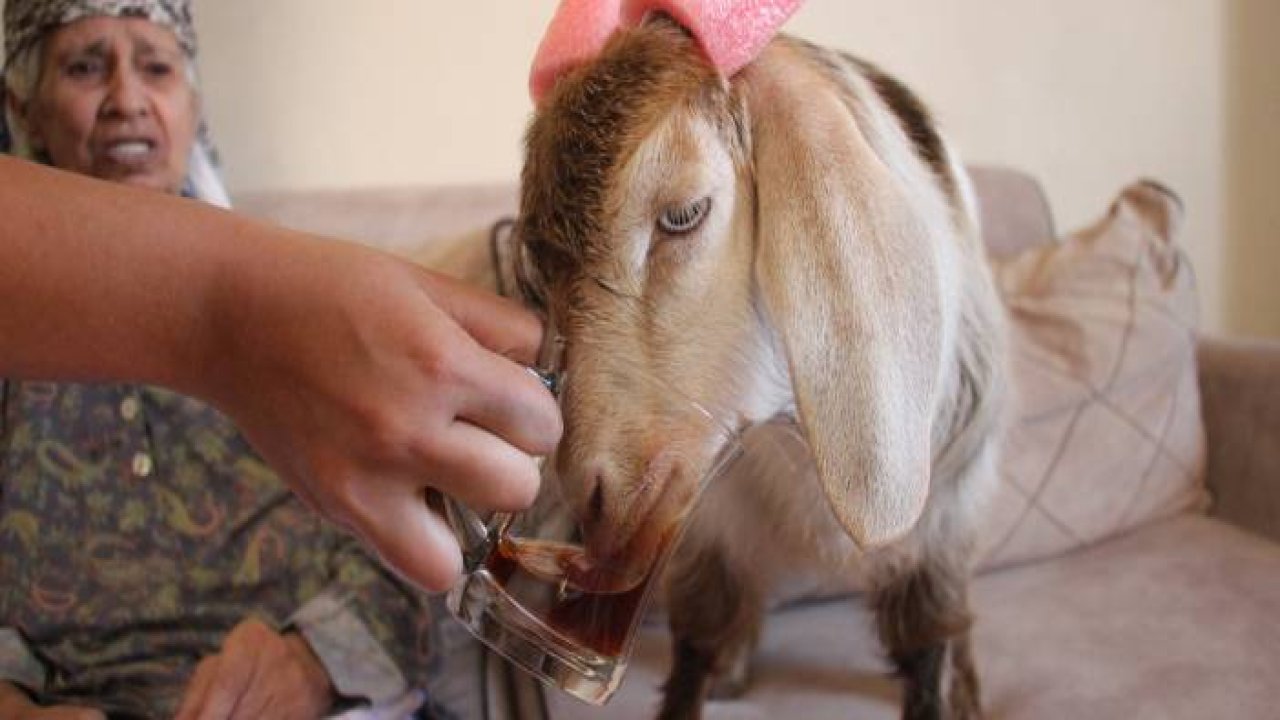 Çay tiryakisi Ninja'ya gözü gibi bakıyor