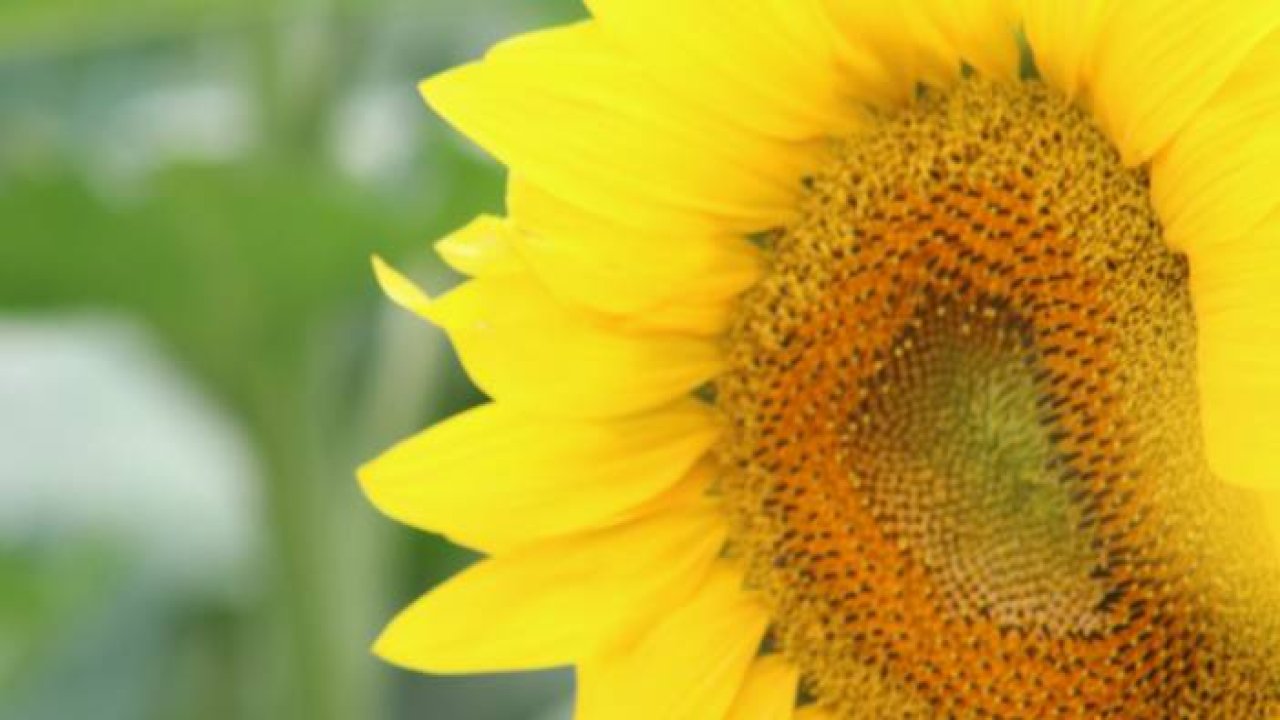 İlaçlama yapılan tarlalarda tırtıldan eser kalmadı