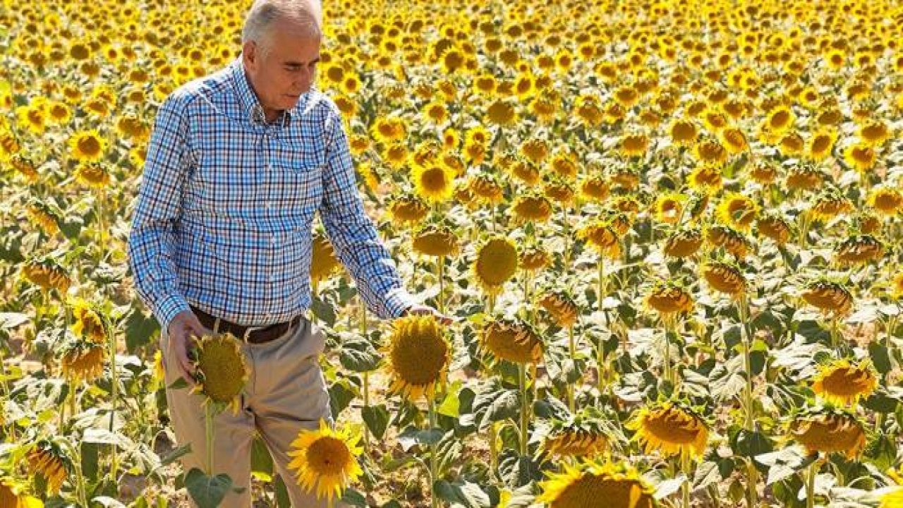 Ayçiçekler hasat için gün sayıyor