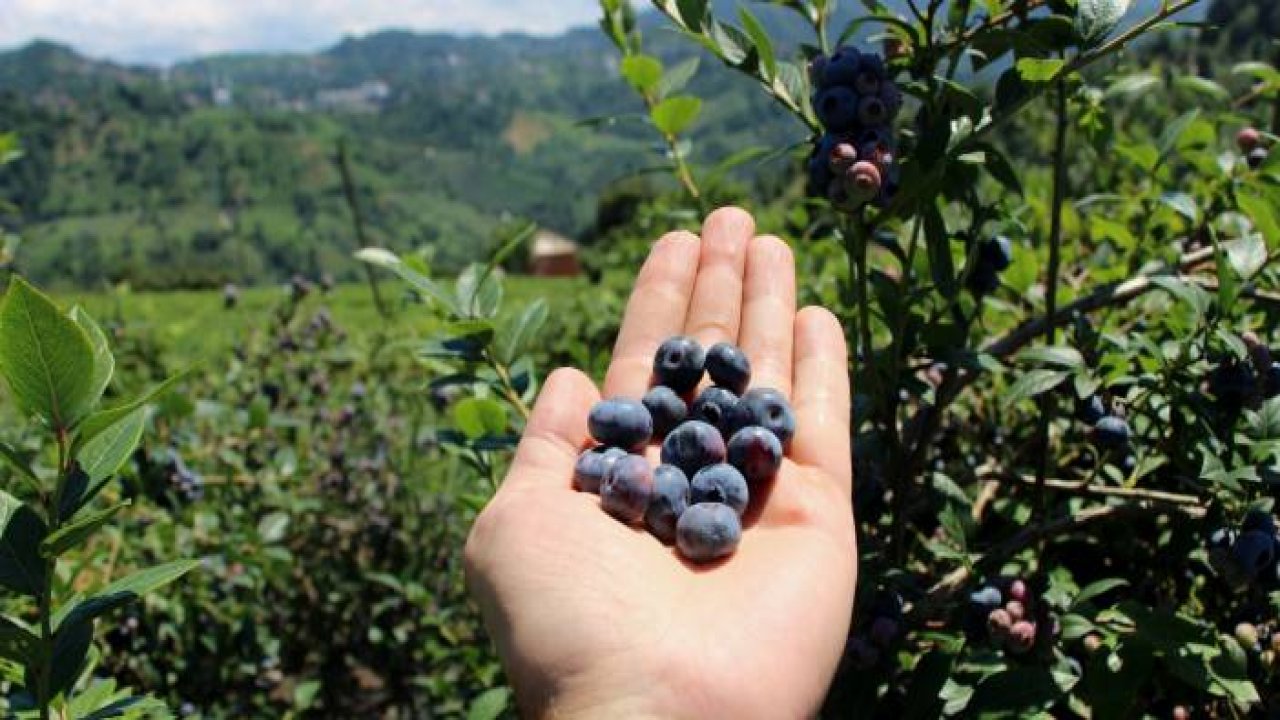 Çay bahçesine mavi yemiş dikti, yılda 300 bin TL kazanıyor