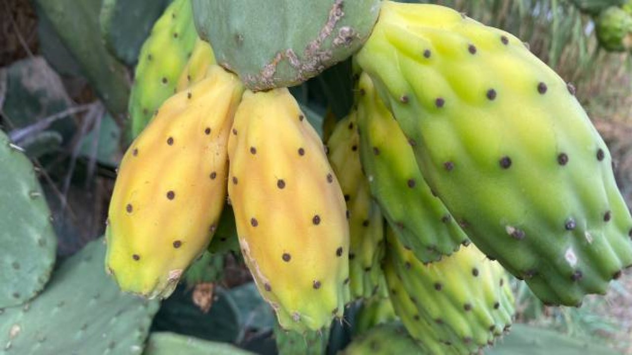 Doğada kendiliğinden yetişiyor, kilosu 60 TL’yi buluyor