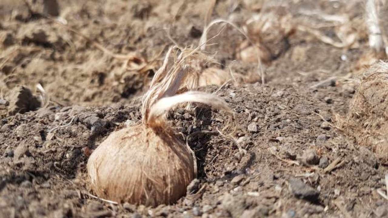 100 bin TL’den satılması beklenen safranın soğanları toprakla buluştu