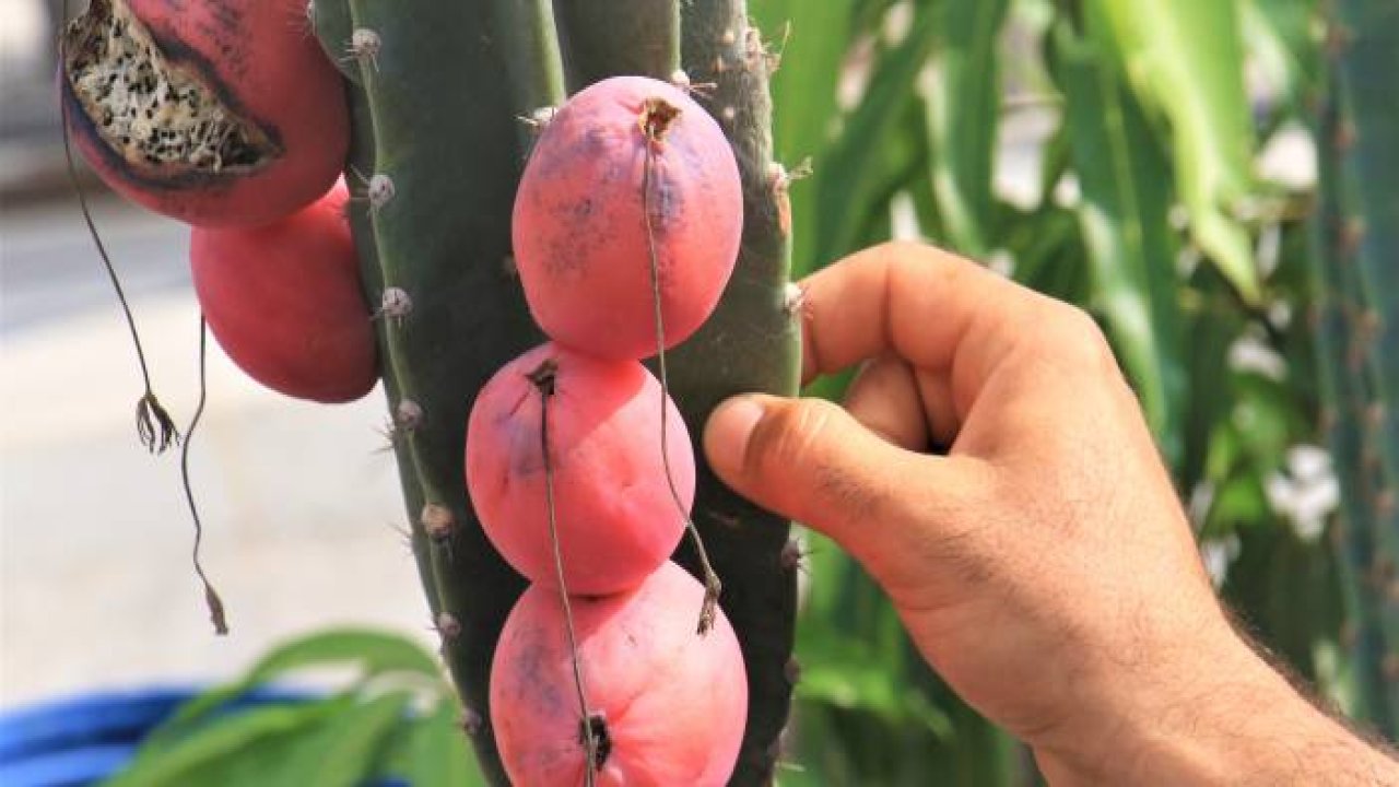 Ejder meyvesi ve Hint incirine alternatif "Peru elması"