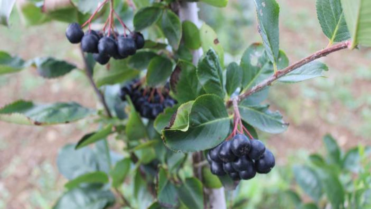 Yaşı 90, kurusu ise 450 TL