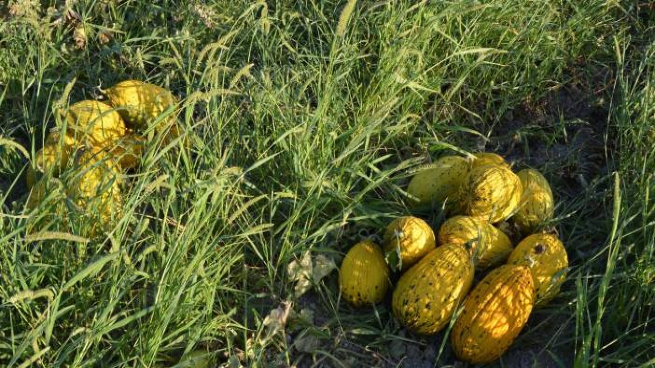 Kırkağaç kavununda ilk hasat