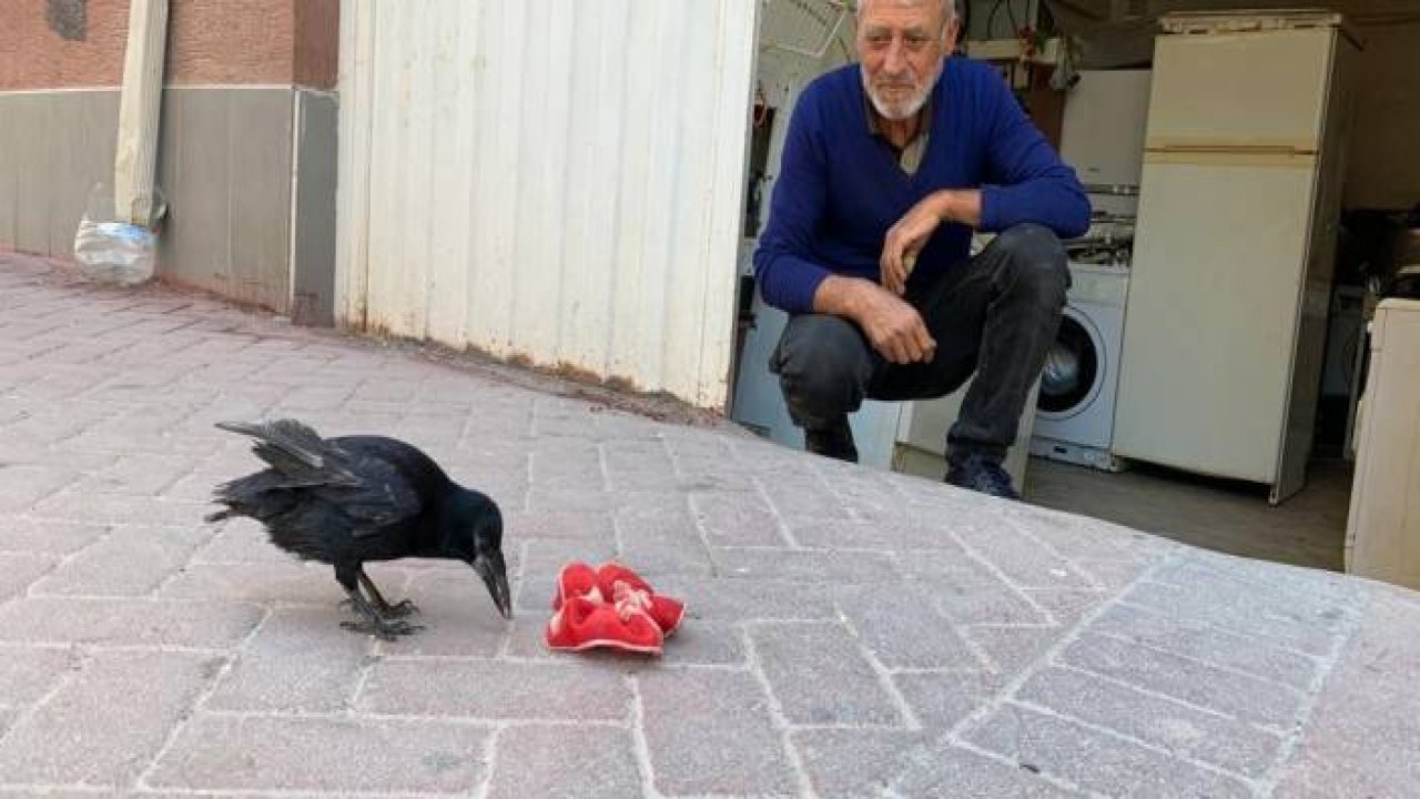 Recep Amca ve karga ‘Şakir’in dostluğu görenleri mest ediyor